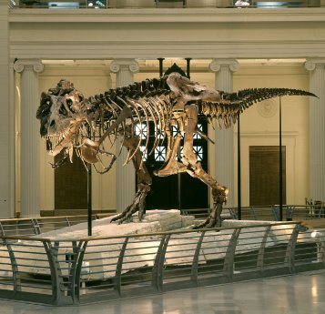 Chicago - Field Museum - T-Rex Sue - Foto Field Museum.jpg