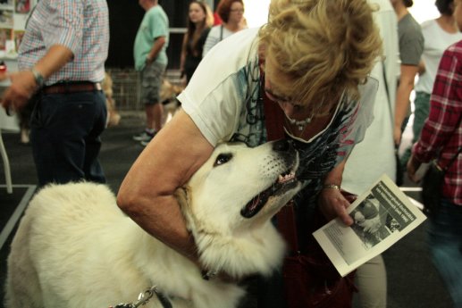 hundundkatze Niederrhein 4.jpg