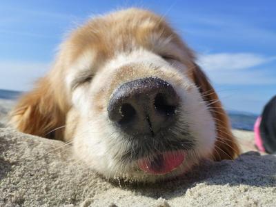Ferien mit Hund