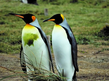 Parque Pinguino Rey - Feuerland - Königspinguine (c) Southbound 2.jpg