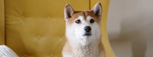 allergien-beim-hund_1280_520x500_4a65dd94-b99d-4486-8b48-ccc157082d4d.webp