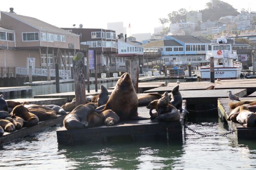 Chonkers_StellerscherSeeloewe_SanFrancisco5_PhotoCredit_Pier39-1200x0.jpg