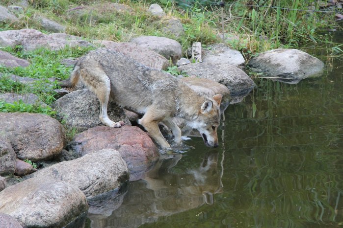 Wildpark-MV_Badende Wölfin Nena (1).JPG