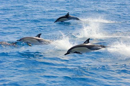 Delphin Schwimmen Bay of Plenty