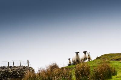 Schafe in Irland_By Christian Birkholz