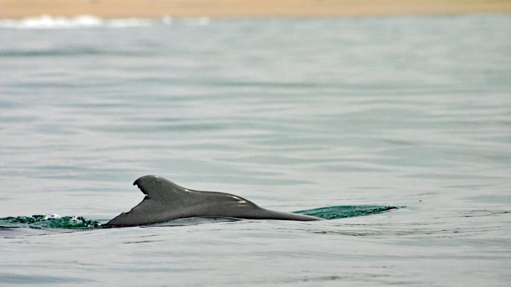 Richards-Bay-Humpback-Dolphin-La-Linea-von-Brett-Atkins.jpg