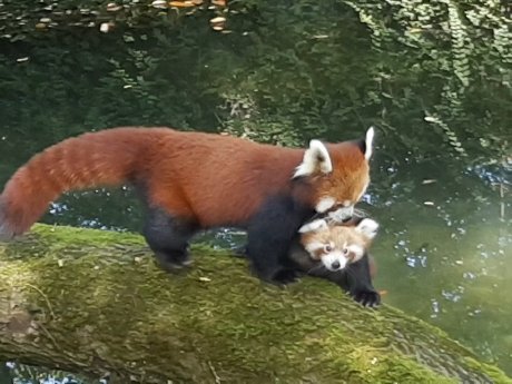 Roter Panda mit Jungtier_Hellabrunn_2018.jpg