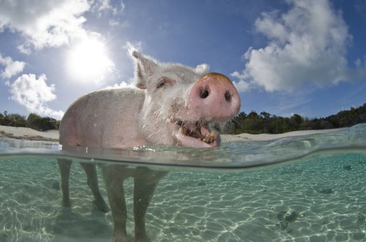1) Island Routes_Exuma Cays&Ocean Safari_Schwimmende Schweine.jpg