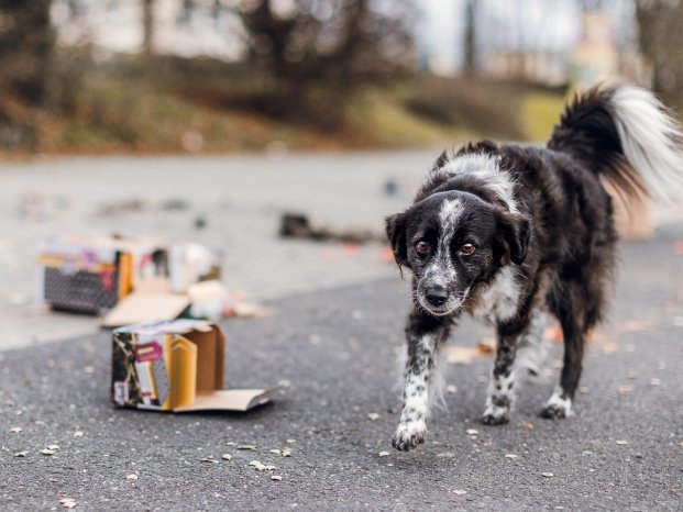 PM_Hund-Silvester_2024_(c) TASSO eV_Angelina Brueckner Fotografie.jpg