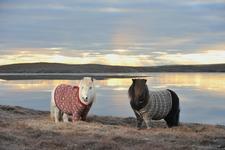 Shetland-Ponys am Meer