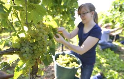Winzer pflanzen mehr weiße Sorten / Foto: Deutsches Weininstitute (DWI)