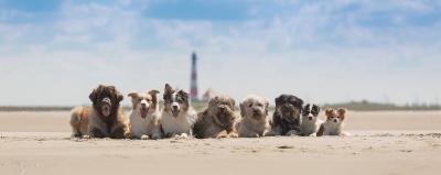 Ferien mit Hund gemeinsam erleben