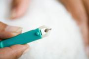 Wie gefährlich sind Zecken für unsere Haustiere?