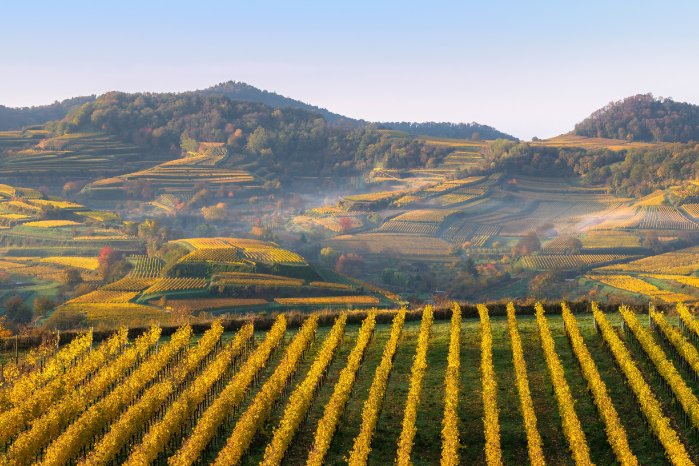 Naturgarten Kaiserstuhl_Kaiserherbst_Kaiserstuhl im Herbst © Lichtklicker_Andre Heid.jpg