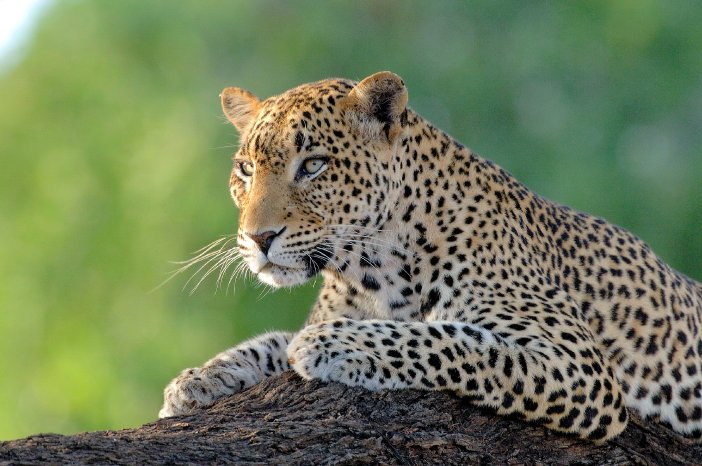 TIERWANDERUNG_Kenya_Leopard_Lutz_Fohrer.jpg