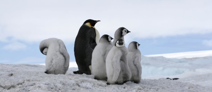 naturvision_pinguine.jpg