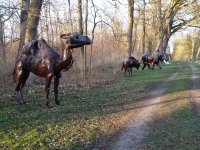 Osterspaziergang mit Live-Musik bei Kaffee und Kuchen