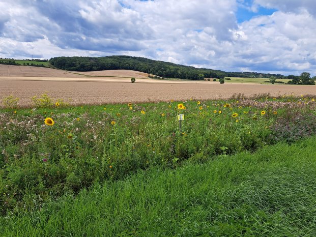 Der Blühstreifen an den Ackerfeldern bei Mellingen_Lutz Streiber.jpg