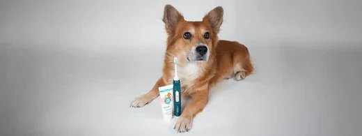 so-gelingt-die-eingewoehnung-der-ultraschallzahnbuerste-bei-hunden-und-katzen-mit-emmi-pet-und-.webp