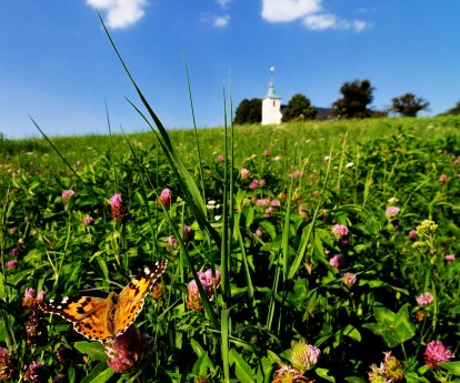 Michaelsberg Schmetterling, Foto Martin Heintzen_aufgehellt.jpg