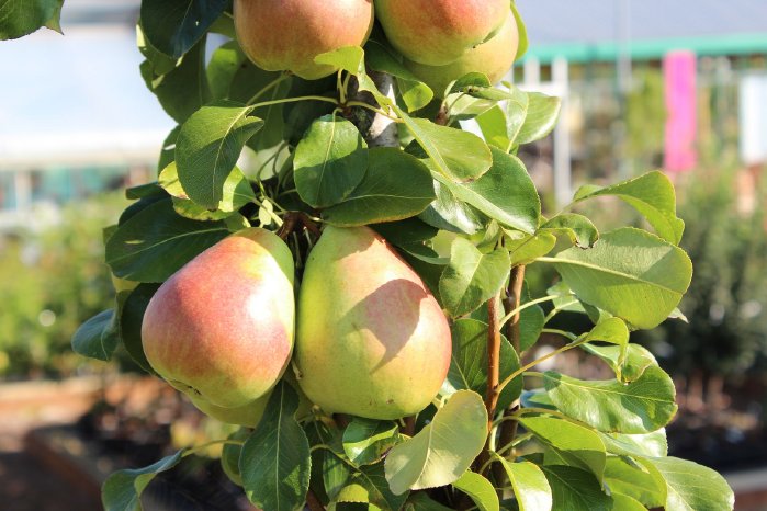 Artevos_Birne_Obelisk®_‘Charles Cogné‘.jpg