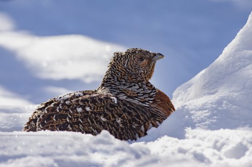 Auerhuhn im Schnee © Erich Marek (1).jpg