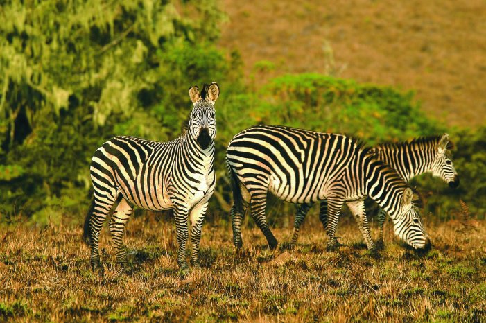 Malawi_und_Zambia_entdecken_Zebras_BestOfTravelGroup.jpg