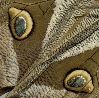 Eryphanis polyxena Augenflecken Unterseite_1.4cm.jpg