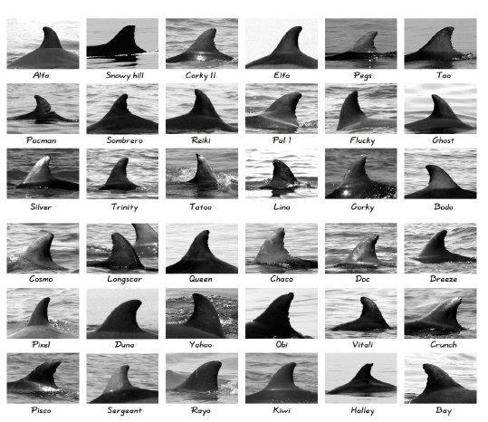 Catalogue Paracas Bay Dolphins.JPG