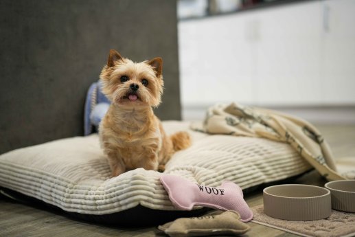 Hundekissen (20) Spielzeug (4). Schoen fuer TierHeim.jpg