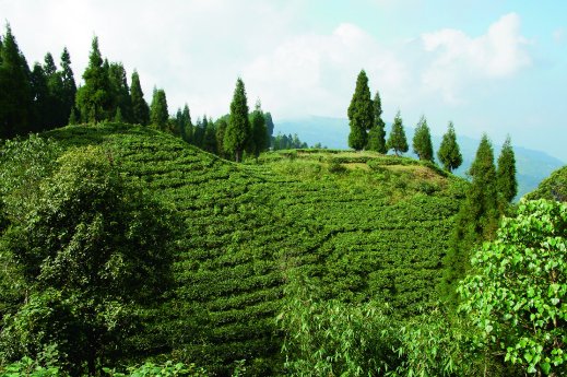 TeeGschwendner_Nepal_Teegarten-im-Himalaya.jpg