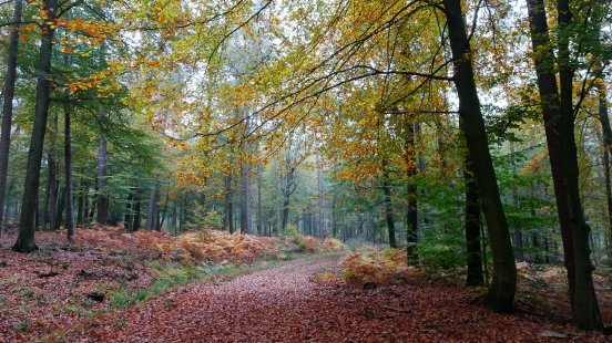Herbst-im-Pfälzerwald-2.jpg