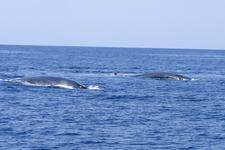 Finnwale in der Adria | Coypright: S.Sjöström