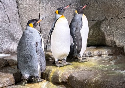 HAG_Königspinguin-Damen im Eismeer bei Hagenbeck.jpg