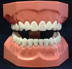 dental.bmp