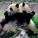 Grosser Panda in Sichuan.JPG