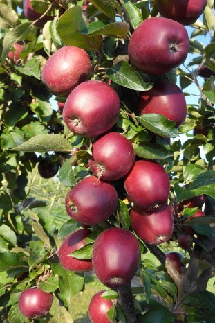 artevos_apfel_tigawa® ‘UEB 55861‘-s-_fruechte.jpg