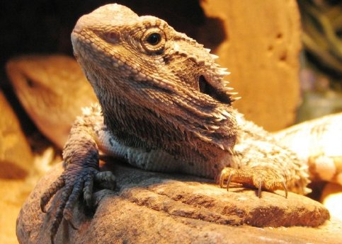 csm_bearded-dragon-822783_1920_JooJoo41_pixabay_751ae8b0b6.jpg