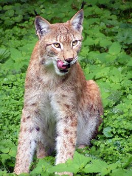 09-10-05_Luchs (Lynx lynx)_mss_(c) senckenberg_.jpg