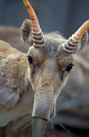 Saiga Antilope (Saiga tatarica).jpg