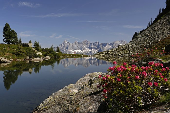 Almrausch am Spiegelsee Raffalt.jpg