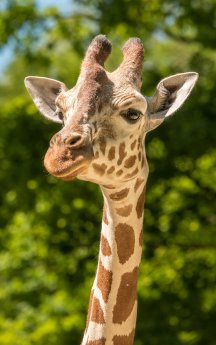 Giraffe Bahati_ TierparkHellabrunn_2016_Daniela Hierl.jpg