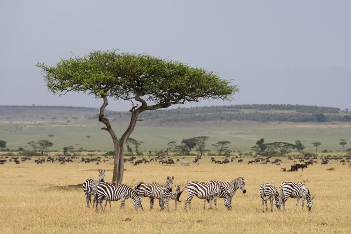 Serengeti_1.jpg