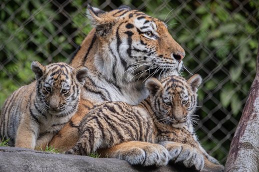 Tigerjungtiere mit Mutter Maruschka_Hagenbeck_LS.jpg