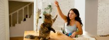 Mädchen trainiert Katze.