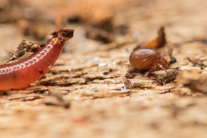 Regenwurm und Milbe_Sarah Bluhm.jpg