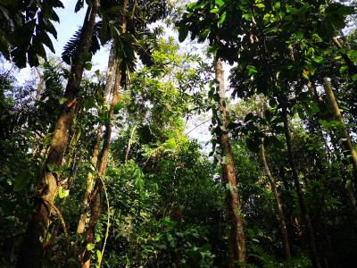 Peru, Baumgigant in der Amazonas-Region, Copyright atambo tours