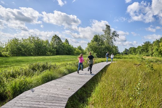 Ahlenmoor, Wanderweg.jpg