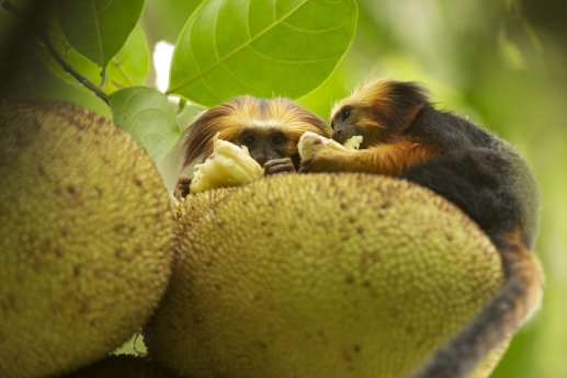 Monkey im Amazon Rainforest_Markus Mauthe.jpg