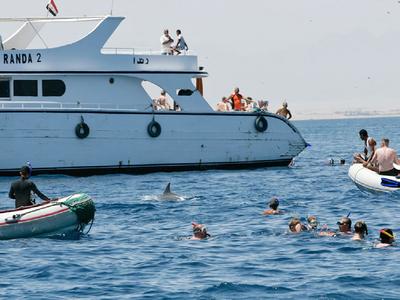Von Touristen und Zodiacs eingekreister Delfin bei Hurghada / Foto: DWA
